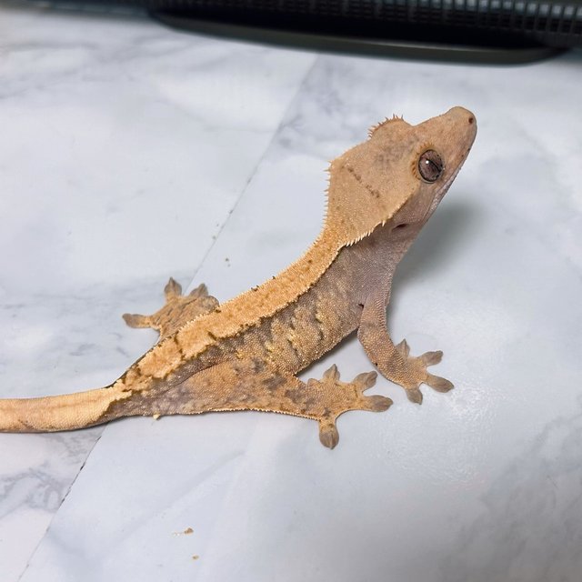 노멀 솔리드백 트라이 익스트림할리퀸