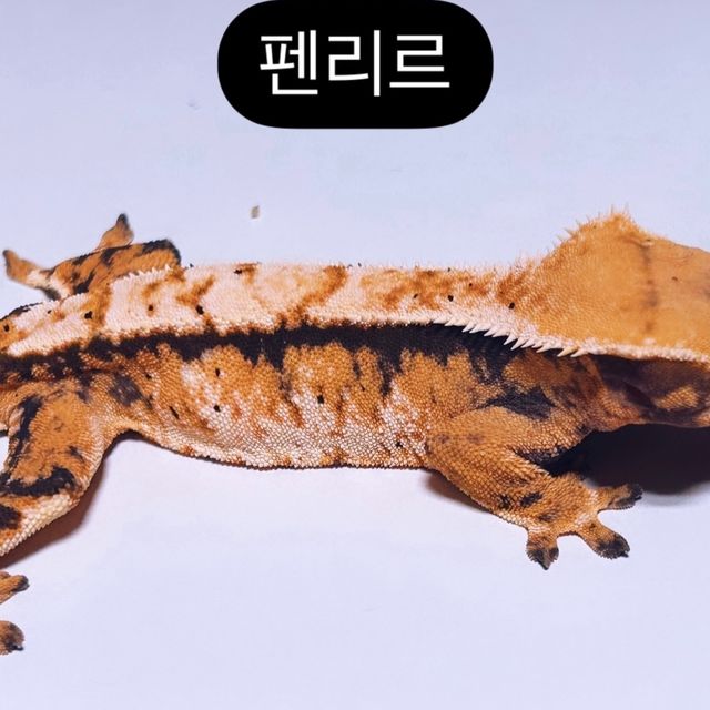 트라이 익스트림할리퀸 텐저린 레이지 바브