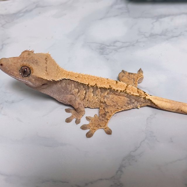 노멀 솔리드백 트라이 익스트림할리퀸