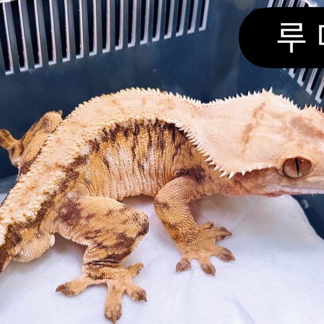 트라이 익스트림할리퀸 텐저린 레이지 바브