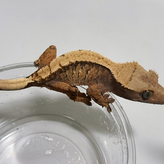 솔리드백 트라이 익스트림할리퀸