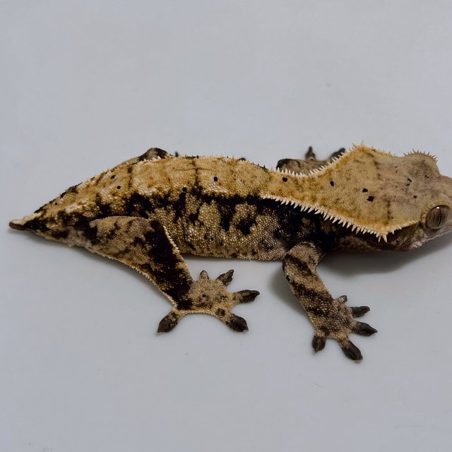 트라이 익스트림할리퀸