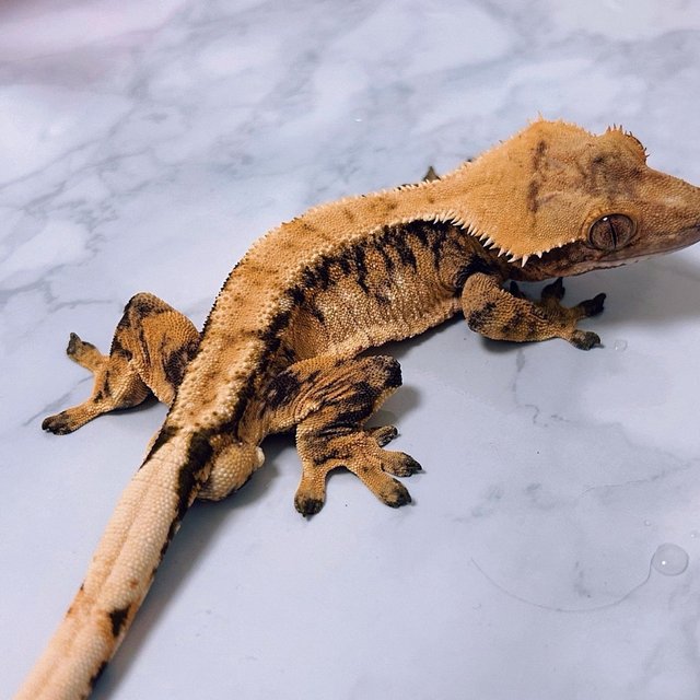 트라이 익스트림할리퀸