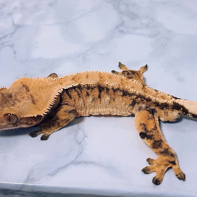 트라이 익스트림할리퀸