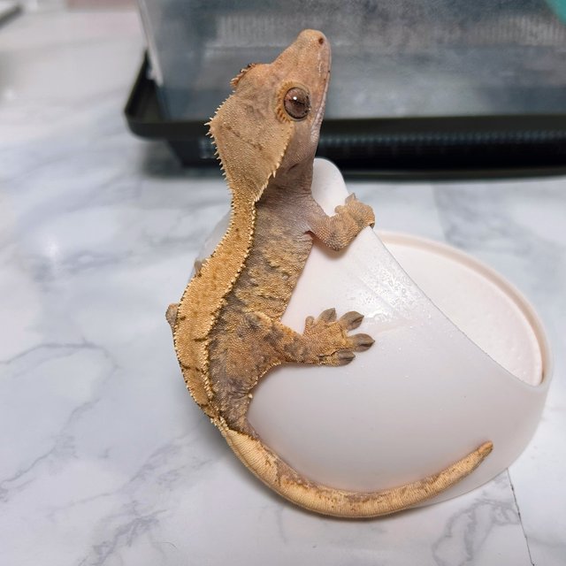 노멀 솔리드백 트라이 익스트림할리퀸