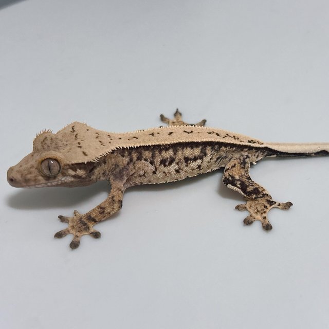 풀핀 화이트 트라이 익스트림할리퀸