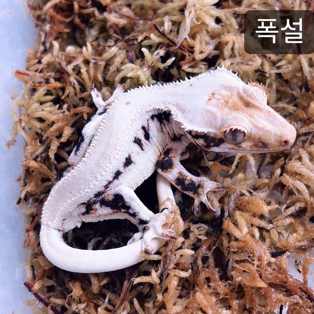 릴리화이트 솔리드백 화이트