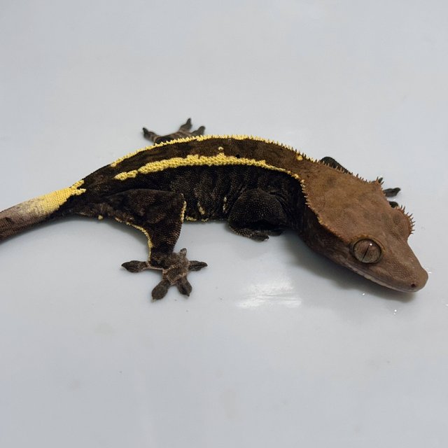 카푸치노 트라이 익스트림할리퀸 다크