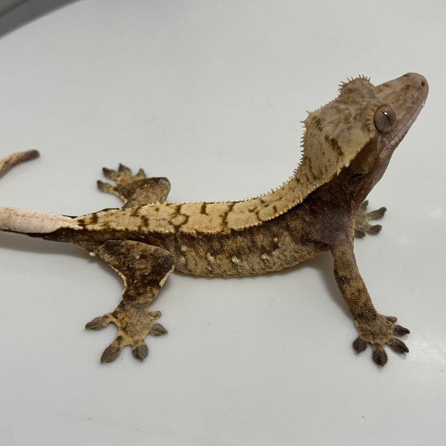 트라이 익스트림할리퀸