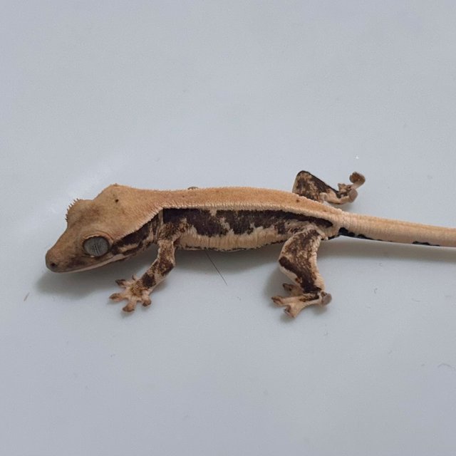 솔리드백 릴리화이트