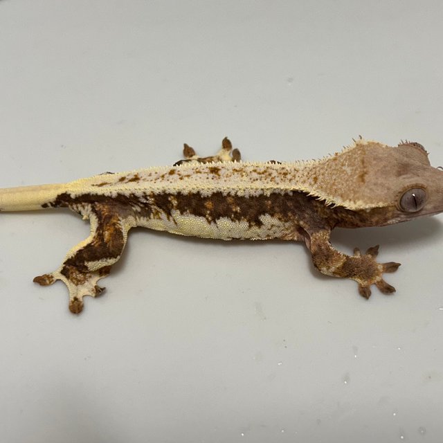 릴리화이트 트라이