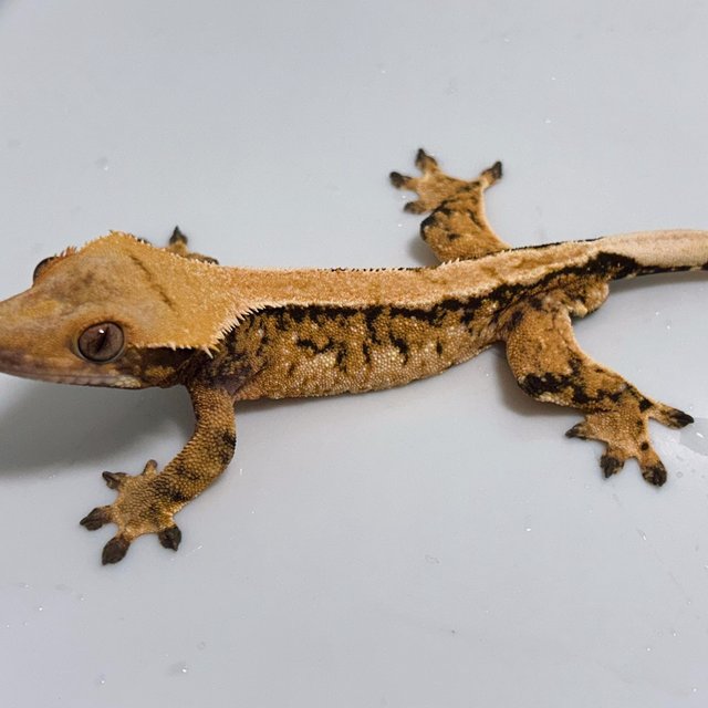 솔리드백 텐저린 트라이 익스트림할리퀸