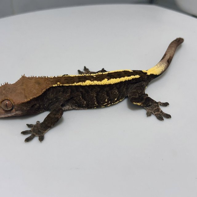 카푸치노 트라이 익스트림할리퀸 다크