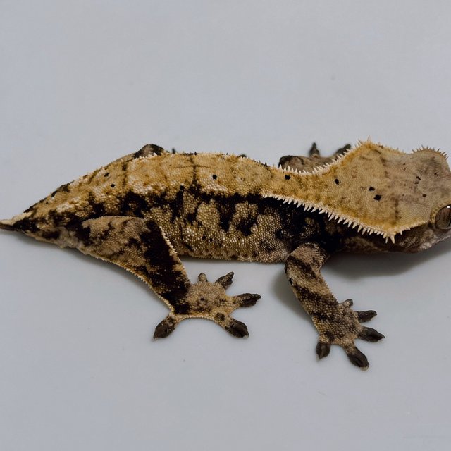 트라이 익스트림할리퀸