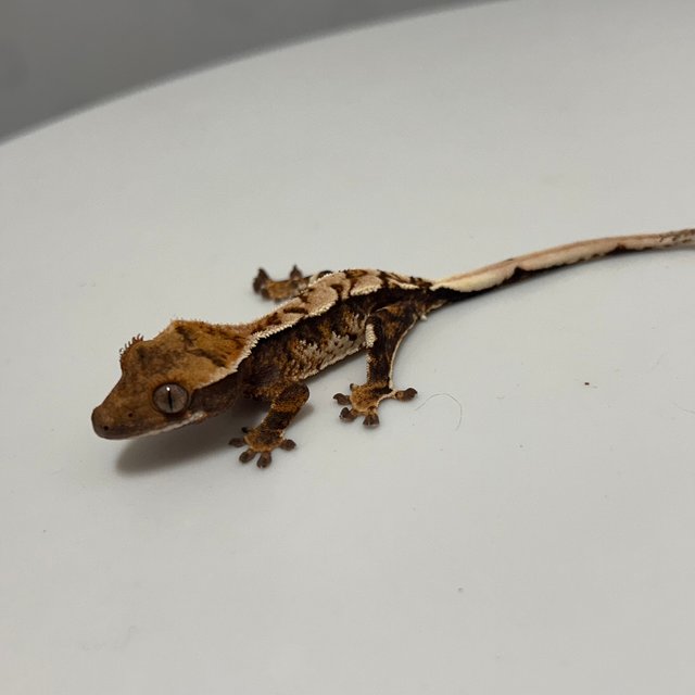 화이트 트라이 익스트림할리퀸