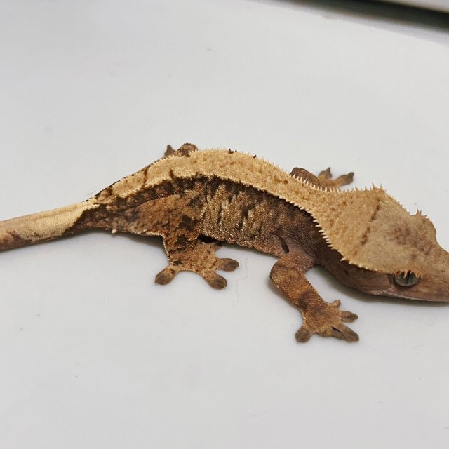 솔리드백 트라이 익스트림할리퀸