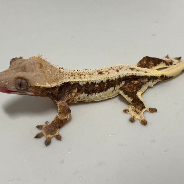 릴리화이트 트라이