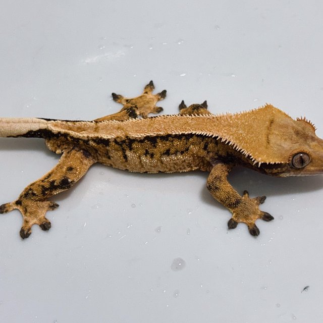 솔리드백 텐저린 트라이 익스트림할리퀸