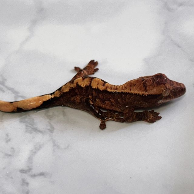 트라이 바브 레이지