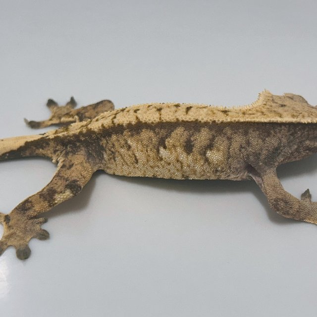 트라이 익스트림할리퀸