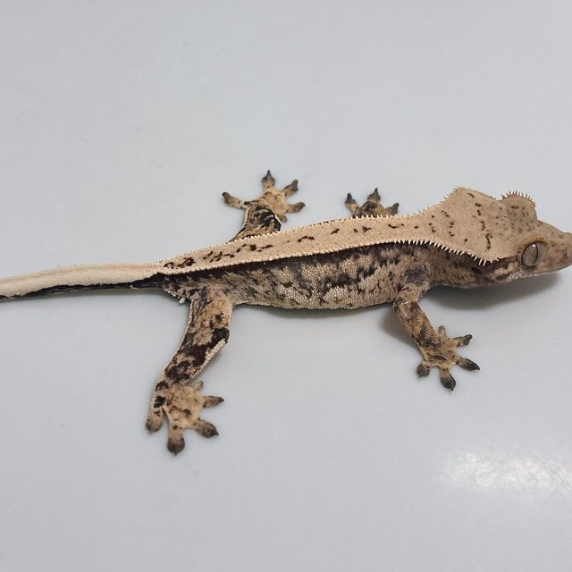 풀핀 화이트 트라이 익스트림할리퀸