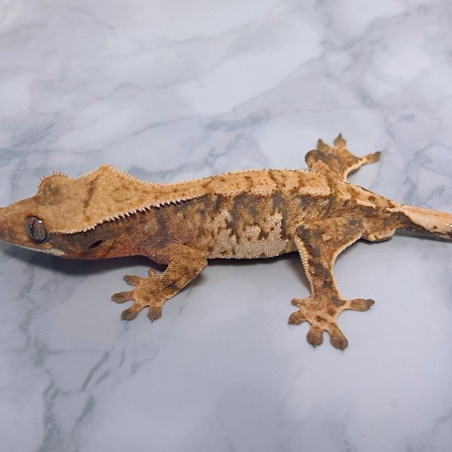 텐저린 트라이 익스트림할리퀸