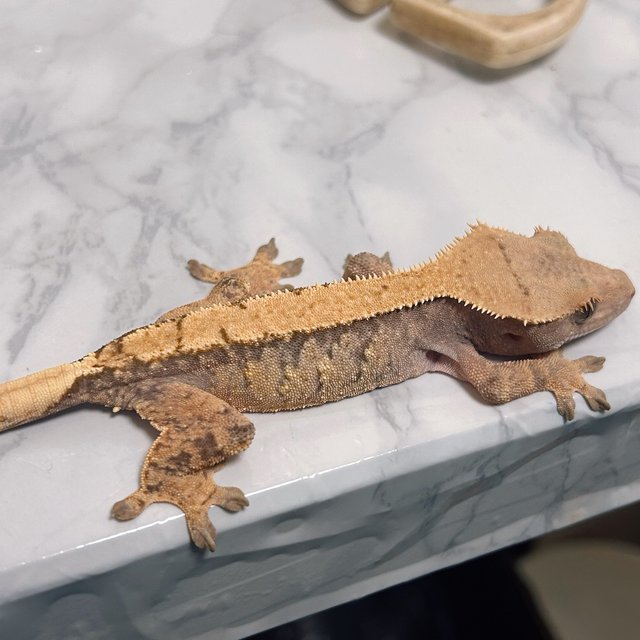 솔리드백 트라이 익스트림할리퀸