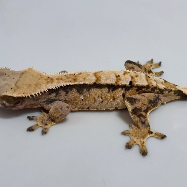 트라이 익스트림할리퀸