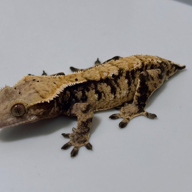 트라이 익스트림할리퀸