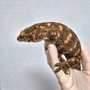 레드바 헷 멜라니스틱 하키토