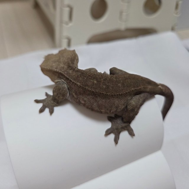 아잔틱 팬텀 패턴리스