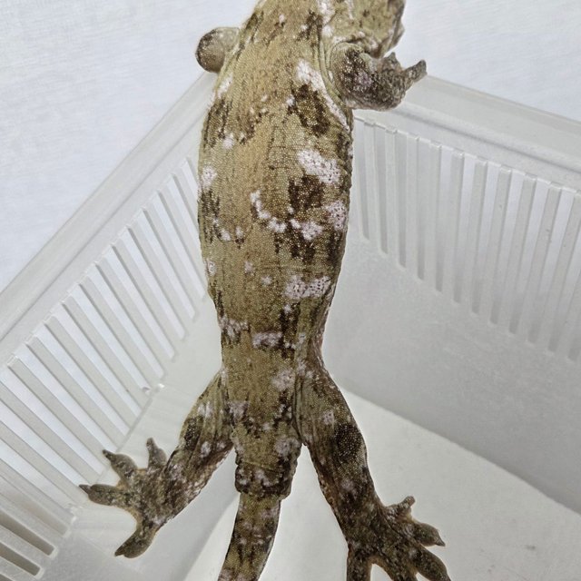 다크 코기스 트로거