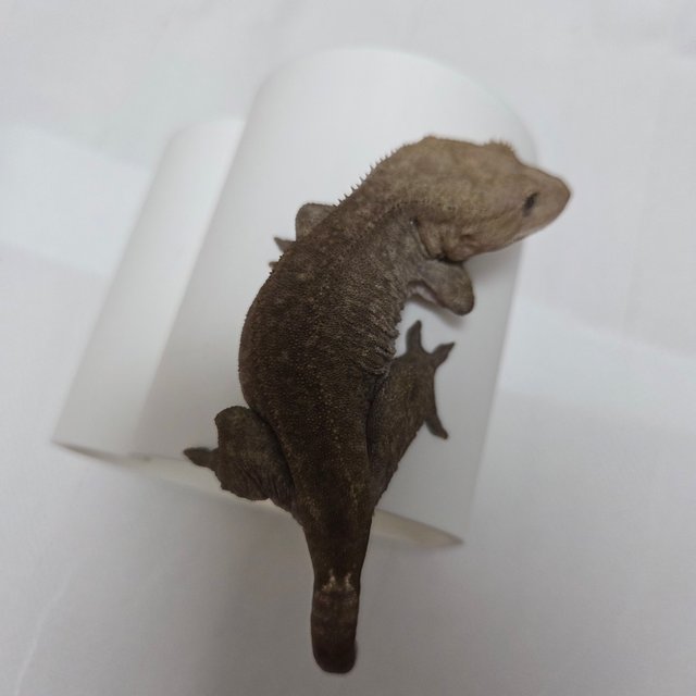 아잔틱 팬텀 패턴리스