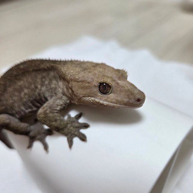 아잔틱 팬텀 패턴리스