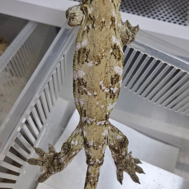 다크 코기스 트로거