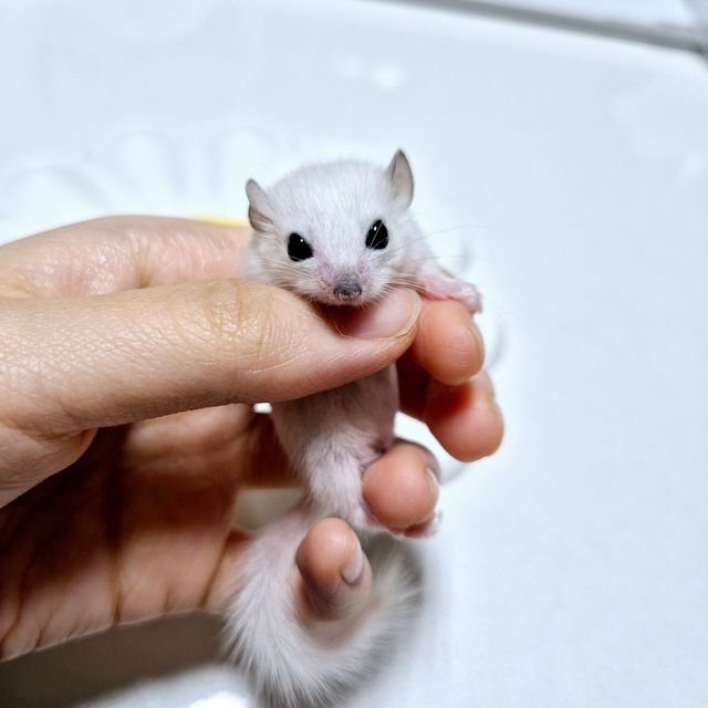 루시스틱