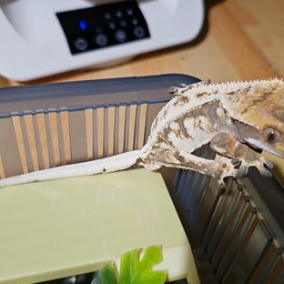 트라이 익스트림할리퀸