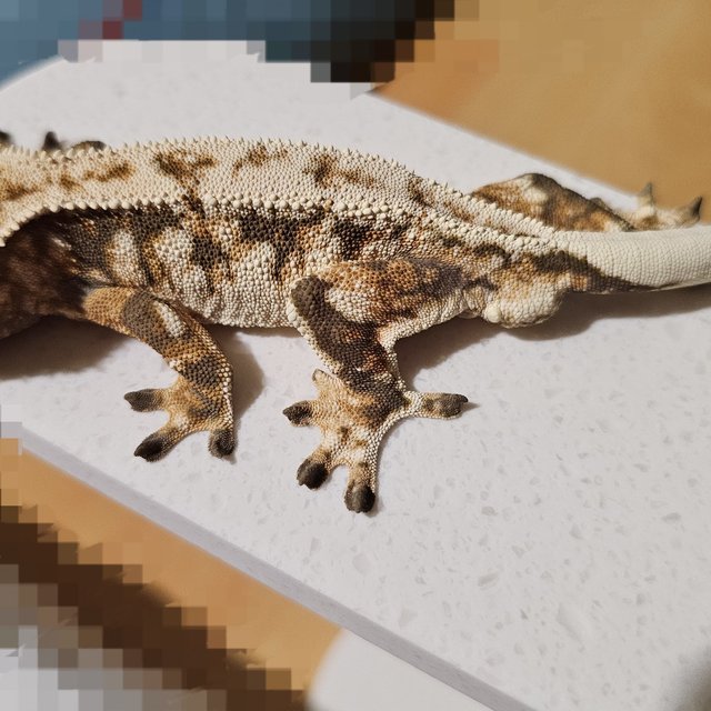 트라이 익스트림할리퀸