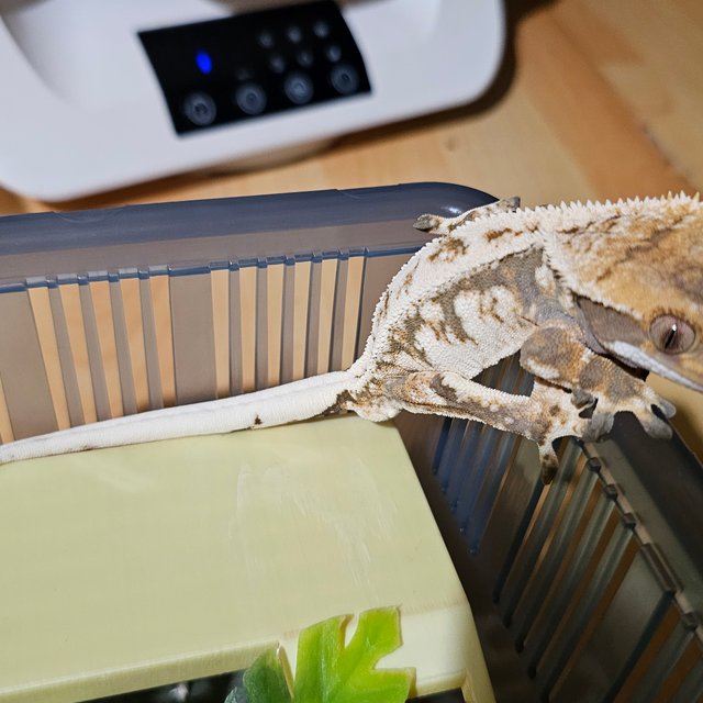 트라이 익스트림할리퀸