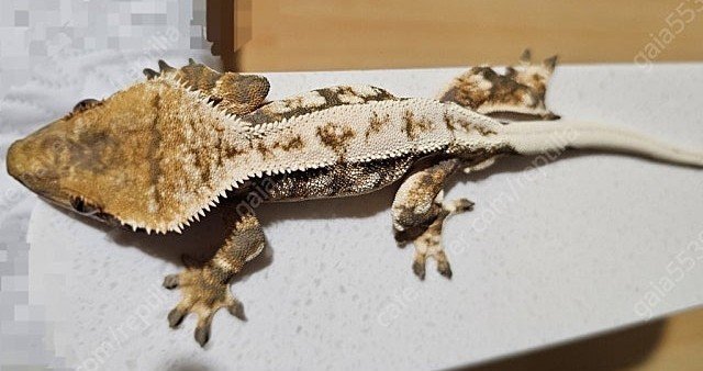 트라이 익스트림할리퀸