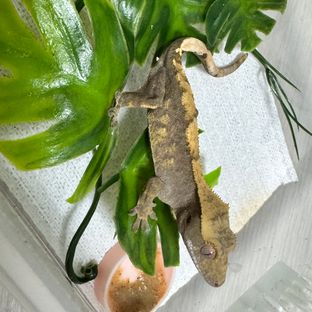 100%헷아잔틱