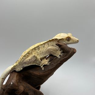 드리피 화이트스팟 노멀