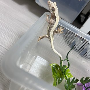 릴리화이트 솔리드백