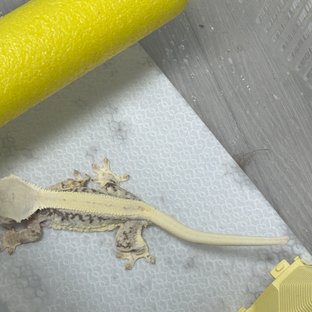 릴리화이트 드리피