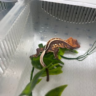 노멀 화이트포트홀 풀핀 엠티백