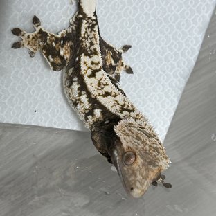 화이트스팟 익스트림할리퀸 텐저린 트라이 노멀