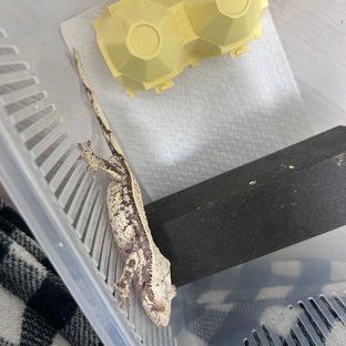 노멀 화이트스팟