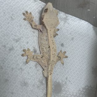 노멀 화이트스팟 드리피