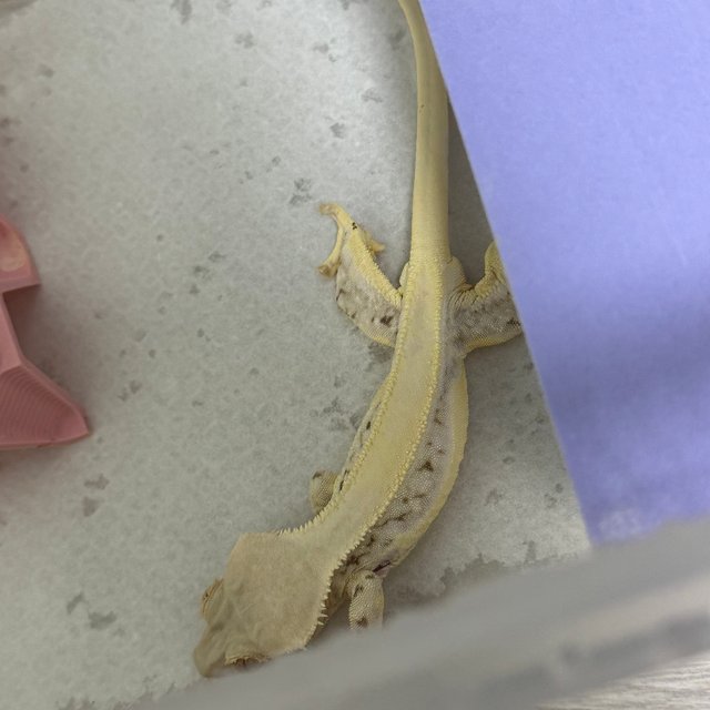 릴리화이트 솔리드백