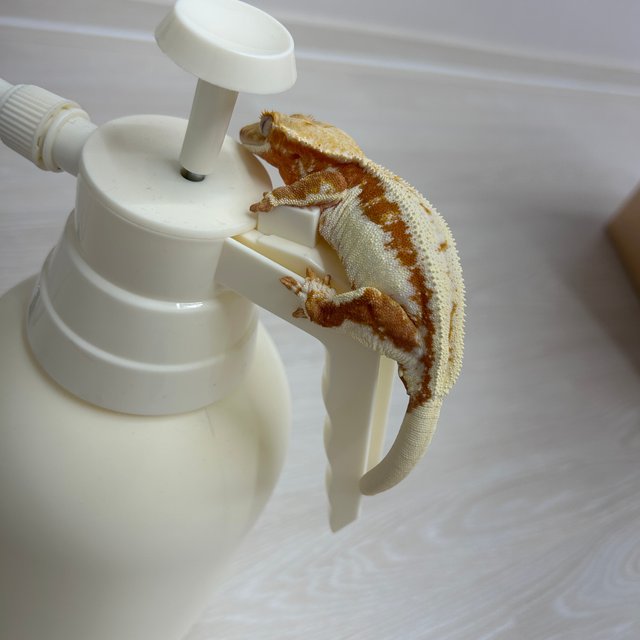 릴리화이트 레드